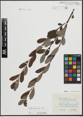 Foto von Salix atrocinerea Brot.